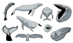 several different types of whale's heads and beaks