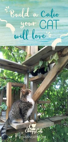 a cat sitting on top of a wooden structure next to trees and water with the caption build a cat your own cat will love