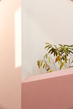 a plant is growing in the corner of a pink wall with white walls behind it