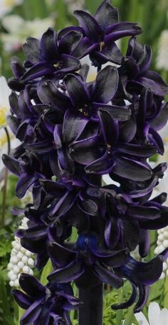 blue flowers are in a black vase on a table