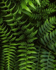 close up view of green leaves on the ground