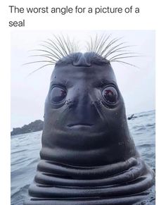 an image of a seal with the caption that reads, when you're looking for