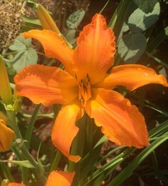 an orange flower is blooming in the grass near other flowers and plants on the ground