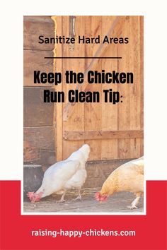 two chickens standing next to each other in front of a wooden door with the words keep the chicken run clean tip