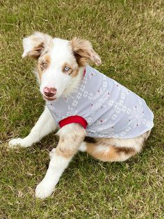 a white and brown dog wearing a sweater