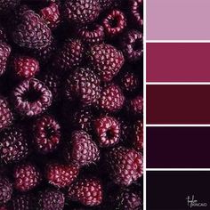 raspberries in shades of red, purple and black are the focal point for this color palette