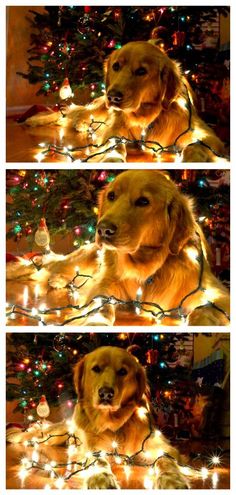 a golden retriever dog sitting in front of a christmas tree with lights on it