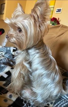 a small dog sitting on top of a blanket