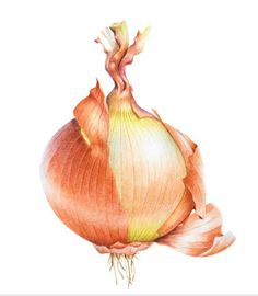 an onion is shown in this watercolor and ink drawing style, it appears to be red or yellow