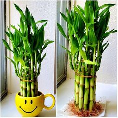 two pictures of bamboo plants in a yellow mug with a smiley face drawn on it