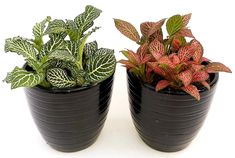 two potted plants sitting next to each other