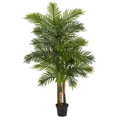 a palm tree in a black pot on a white background