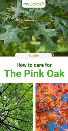 the pink oak tree is shown in three different pictures, with text overlaying how to care for the pink oak