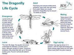 the dragonfly life cycle is shown in this diagram, with instructions on how to use it