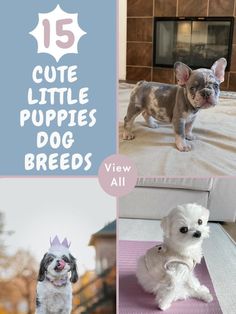 there are pictures of small puppies in different poses