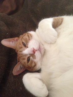 an orange and white cat laying on top of a blanket