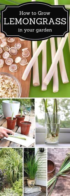 how to grow lemongrass in your garden