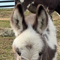 Southern Asspitality Miniature Donkeys on Instagram: "3 sweet babies ❤️" Miniature Donkeys, Miniatures