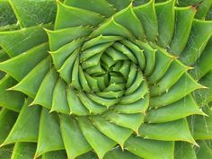 the top view of a large green plant