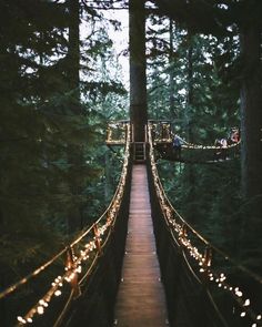 a suspension bridge in the middle of a forest with lights strung from it's sides