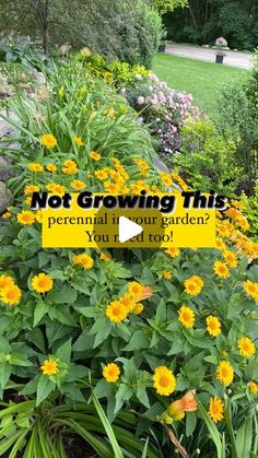 a yellow sign that says not growing this perennial in your garden you're too