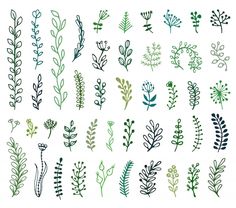 various plants and leaves are drawn in different colors on a white background, including green