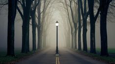 a street light sitting on the side of a road surrounded by trees in foggy weather