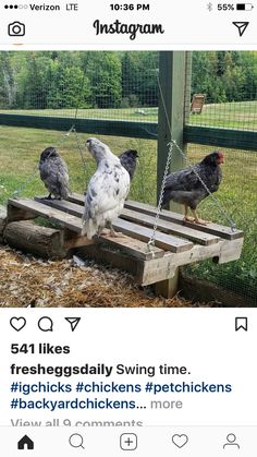 three chickens sitting on top of a wooden bench in front of a wire fence and green grass