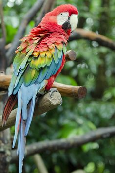 a colorful parrot sitting on top of a tree branch