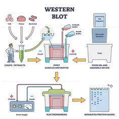 the diagram shows how western blot is used to make butter and other things that are needed