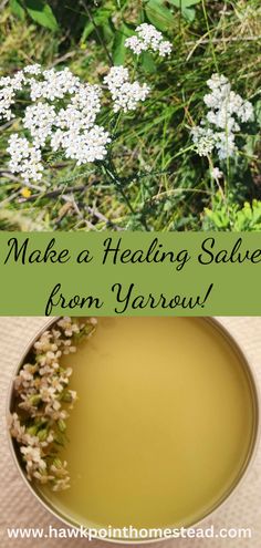 This recipe for how to make yarrow salve, a healing herbal salve, is an easy-to-make useful herbal salve. This salve made from yarrow has healing benefits for the skin and great to have on hand. Yarrow is a versatile and great herb with so many different possible medicinal properties. It is very easy to grow and is commonly found growing wild. Yarrow Salve, Herbal Salve Recipes, Homemade Salve, Salve Recipes, White Clover, Herbal Salves, Mosquito Bites, Healing Salves