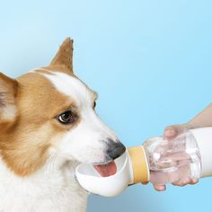 a brown and white dog drinking out of a water bottle with its owner's hand