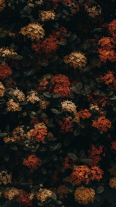 an orange and yellow flowered plant with green leaves on the top, in front of a black background