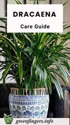 a potted plant with the words dracaena care guide in front of it