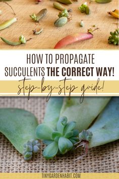 how to propagate succulents the correct way step by step guide