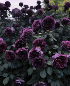 purple roses are blooming in the garden