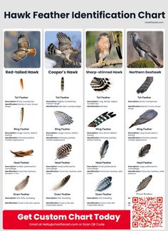 the hawk identification chart shows different kinds of birds and their feathers, with information about each bird