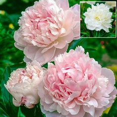 three pink and white peonies in a garden