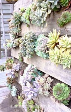 a bunch of succulents are growing on the side of a concrete wall