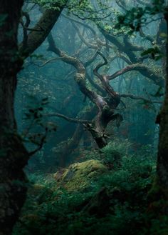 an old tree in the middle of a forest filled with lots of green plants and trees