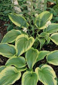 a green plant with white flowers in the middle of some dirt and plants behind it