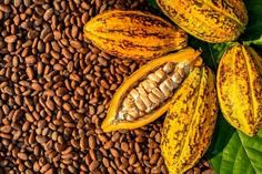 cocoa pods and leaves on a bed of beans