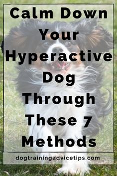 a black and white dog with the words calm down your hyperactive dog through these 7