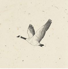 a drawing of a bird flying in the sky