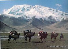 several people are riding camels in front of a snowy mountain range with snow - capped peaks