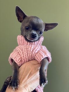 a small chihuahua in a pink sweater being held by someone