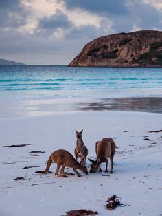 two kangaroos are on the beach and one is eating something