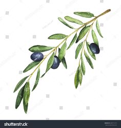 an olive branch with green leaves and blue berries watercolor painting on white background stock photo