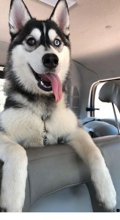 a husky dog sitting in the back seat of a car with its tongue hanging out