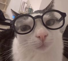 a black and white cat with glasses on it's face looking at the camera